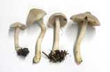 inocybe_lilacina